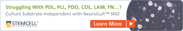 Culture primary neurons independent of substrate with NeuroCult™ SM2